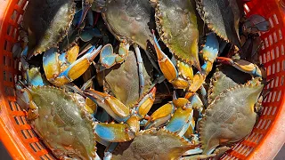 SO MANY Crabs! | Life on a Commercial Crab Boat | Louisiana Blue Crab Catch and Cook