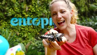 THIS BUTTERFLY JUST FLEW FOR THE FIRST TIME!  Entopia in Penang, Malaysia