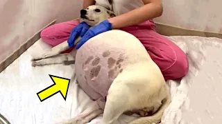 Abandoned Dog Gives Birth, Shelter Staff Screamed When Noticing What She Gave Birth To!