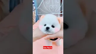 Chó Phốc Sóc Mini 🥰 Funny and Cute Pomeranian​ Dog ll Cute Pets Tv E 17 #shorts