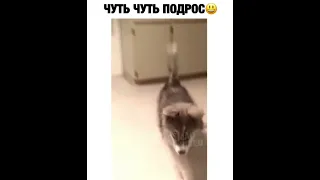 😂Я РЖАЛ ДО СЛЕЗ 😂ЛУЧШИЕ ПРИКОЛЫ 2021 😂СМЕШНЫЕ ВИДЕО 😂ПРИКОЛЫ 😂САМЫЕ СМЕШНЫЕ ПРИКОЛЫ 😂#MADVIDEO #477