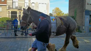 BELGIAN HORSE The Strongest Horse Breed in The World is a GENTLE GIANT