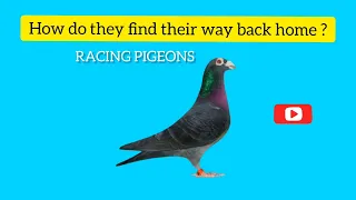 How do racing pigeons find their way back home ?