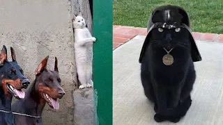 Best Funny Pet Videos Of The 2020 - Curious 😹 Cats And 🐶 Dogs