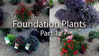 Lots of Foundation Plants - Part 1