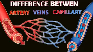 Arteries vs Veins vs Capillaries | Types of Blood Vessels | Artery, Vein and Capillary in Hindi/Urdu