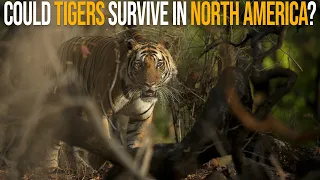 Could Tigers Survive In North America?