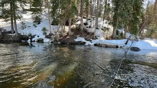 Every fish was OVER 20 INCHES in this stream and no one fishes it...