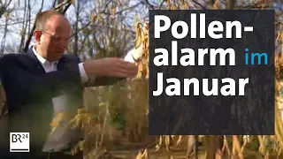 Allergiker leiden schon jetzt unter Pollen | Abendschau | BR24