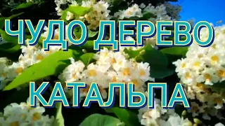 Катальпа - быстрорастущее дерево, медонос.