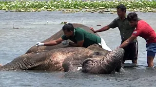 Life saving mission of poor Elephant suffering from abscess in the fore leg