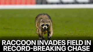 Inside the record-breaking raccoon chase at Philadelphia Union game