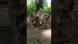 💕 Lovely monkey trying to eat food