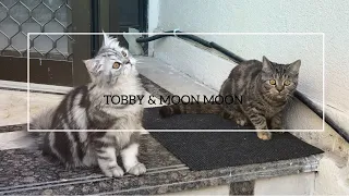 TOBBY & MOON MOON (british long hair-british & short hair)