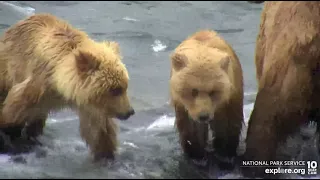 Close-up of 482 Brett's precious cubs Riffles cam Explore.org 7-12-2022