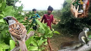 Village boys,Shooting Birds,How To Make And Use