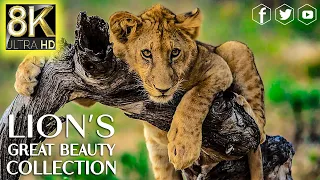 The Lion's Great Beauty Collection in 8K ULTRA HD - Wildlife & Animals with Relaxing Music 8K 60/fps