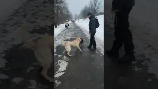 Агрессивный лабрадор? Да не! Красавчик Рокки 🥰 Рабочие моменты.