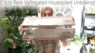 Crazy Rare Variegated Houseplant Unboxing + 1 Mystery Box Plant!