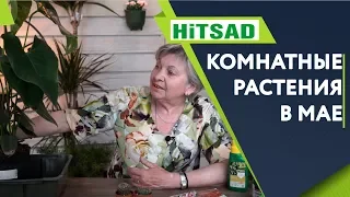 Комнатные Растения в Мае ✔️ Уход За Комнатными Растениями 🌺 Советы От Хитсад ТВ