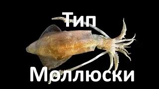 9. Моллюски - строение (7 класс) - биология, подготовка к ЕГЭ и ОГЭ 2019