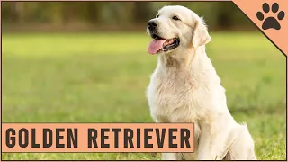 Golden Retriever - Dog Breed Information