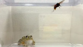 【WARNING LIVE FEEDING!! 】Pocohead & Asian giant hornet【African bullfrog】