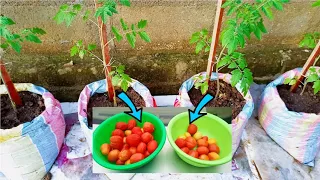 Exploiting Tomato seedlings to get more fruits per plant