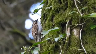 Treecreeper @birdingnorthdevon