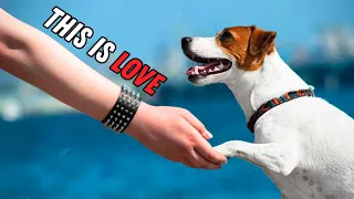 10 Secret Signs Your Jack Russell Loves You (Don't Ignore This!)