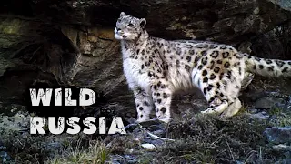 Altai. The land of the snow leopard (film by Ivan Usanov). The nature of Russia. Wild Siberia.