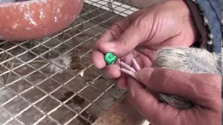 Banding Baby Pigeons