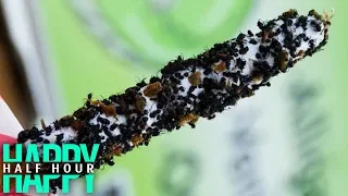 Would You Eat Ants On A Stick!?