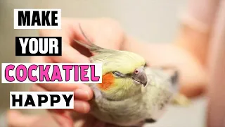 11 tips to make your cockatiel Happy