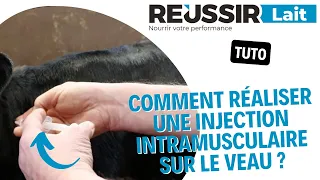 [TUTO] Comment réaliser une injection intramusculaire sur le veau ?