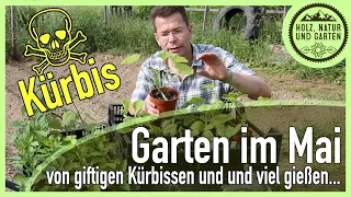 Unser Garten im Mai - von giftigen Kürbisen, tiefer gesetzten Tomaten und viel gießen...