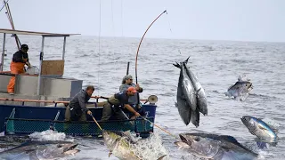 How To Pole and Line Tuna Fishing - Giant Bluefin Tuna Fish Cutting Skill Sashimi #02