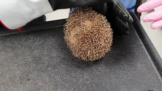 Siili eläinlääkärissä - Hedgehog in the vet