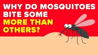 Scientists Finally Know Why Mosquitoes Bite Some People More Than Others - Mystery Revealed