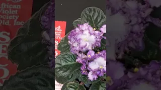 Watch Till The End To See A MAGNIFICENT CRYSTAL GAZER African Violet Plant! 2 Tone Blooms Variegated