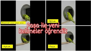 Dinlet Konuşsun - Konuşan Muhabbet Kuşu PAŞA - Yeni Kelimeler Öğrendik. Video4