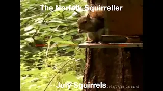 July Squirrels love peanuts