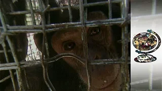 Orphan Chimps in Uganda Are Yet To Find a Home