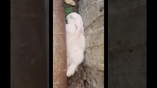 Страх кролика