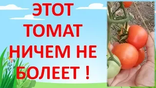 100% УСТОЙЧИВЫЙ К БОЛЕЗНЯМ ТОМАТ БЕЗ ФИТОФТОРЫ. Какой томат посадить в теплице?