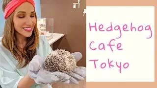 Hedgehog Cafe Tokyo - ChikuChikuCAFE near Shibuya Station / Stuart's Bucket List