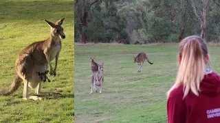 The Best Free Place To See Wild Kangaroos In Melbourne