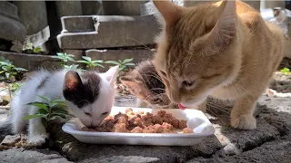 Little angels are so hungry. (Tiny Kittens)