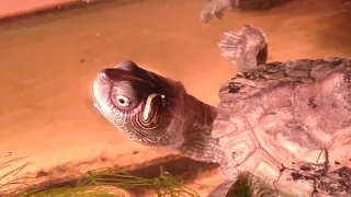 Wasserschildkröten als Haustiere? Wichtige Tipps!