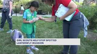 Girl Scouts stomp out spotted lanternflies in Williamsburg